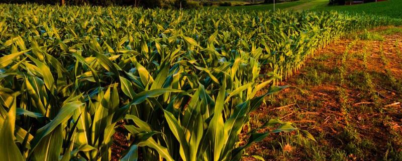 强盛377玉米种子特点，机械或人工播种