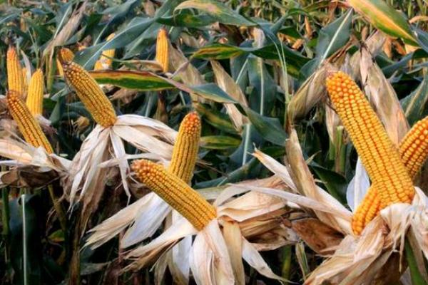 强盛377玉米种子特点，机械或人工播种