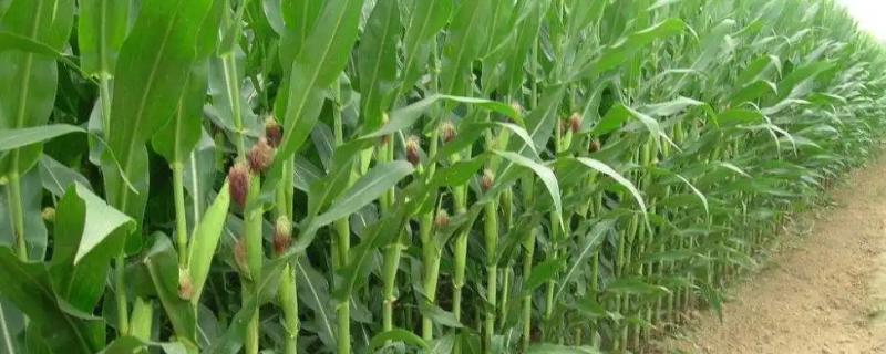 强盛389玉米种子特征特性，苗期防治地老虎等地下害虫