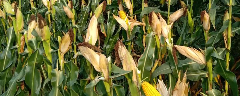 昊玉702玉米品种的特性，土壤肥力中等以上