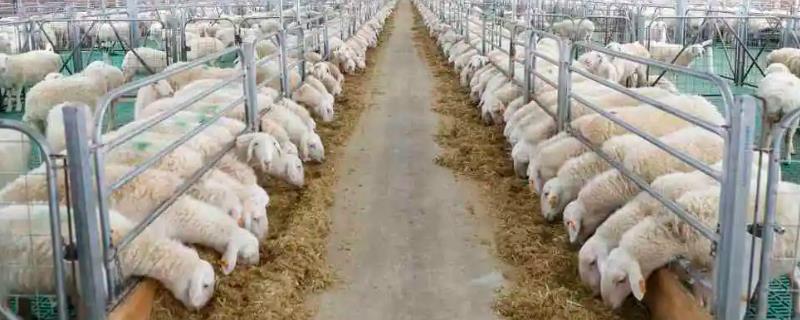 羊吃毛的原因，可能是缺少营养、养殖密度大、喂食过少等因素所造成