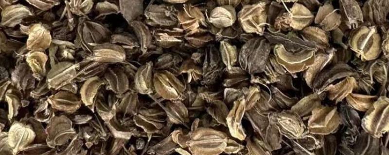 羌活种子如何挑选，需去除有病害的瘪壳