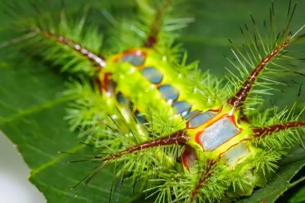 洋辣子的学名叫什么，学名叫做褐边绿刺蛾