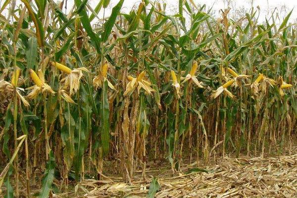 宁单56号玉米品种的特性，亩种植密度5500株