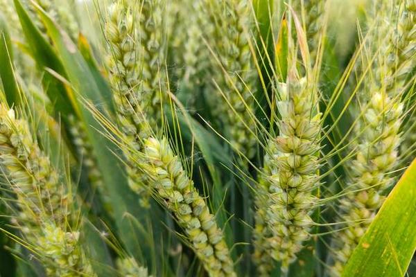 宁春66号小麦种子特征特性，抽穗前后及时防治蚜虫