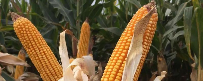 杰农1650玉米品种的特性，地温要确保10℃以上进行播种