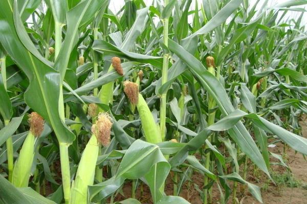 杰农1650玉米品种的特性，地温要确保10℃以上进行播种