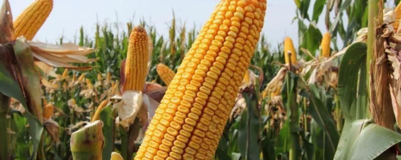 垦玉4140玉米种子简介，达到高淀粉玉米品种标准