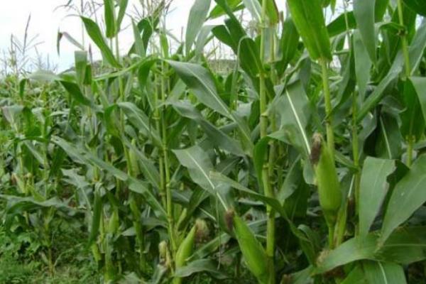 XY3075玉米种子介绍，每亩施肥磷酸二铵20公斤以上