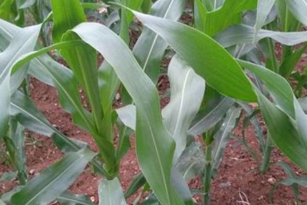 九圣禾3704玉米种简介，该品种茎腐病0.9%