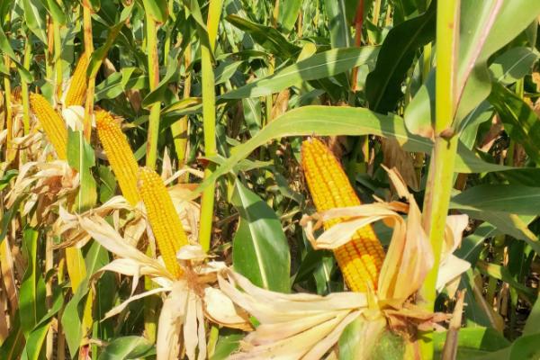XY3075玉米种子介绍，每亩施肥磷酸二铵20公斤以上