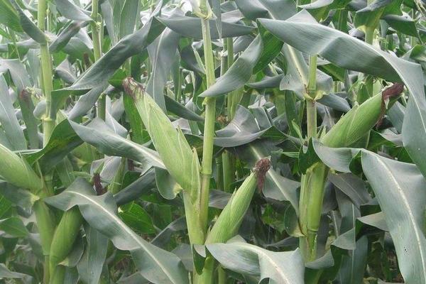 宏景225玉米种子特点，北疆春播生育期119天