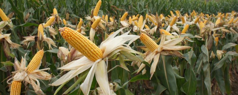 天玉M861玉米品种简介，选择中等以上肥力地块种植