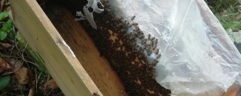 蜂群春衰的原因，可能是越冬蜂提前死亡或蜂箱保温不当等