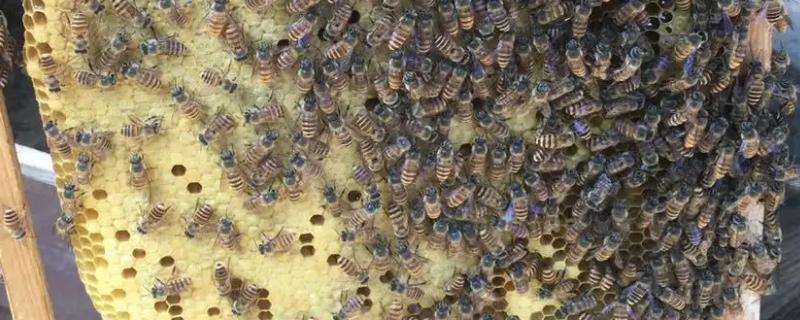 盗蜂的识别方法，在被盗群巢门口撒面粉可鉴别出作盗群