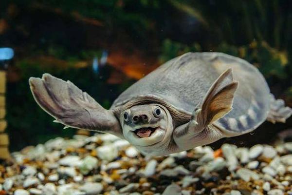 猪鼻龟能和鱼混养吗，不建议将猪鼻龟和鱼放在一起