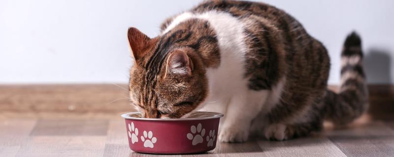 猫食欲不好但是有精神的原因，可能是高温炎热或猫粮不适合等