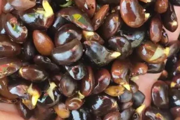 国槐种子催芽及育苗技术，每亩用种2.5公斤左右