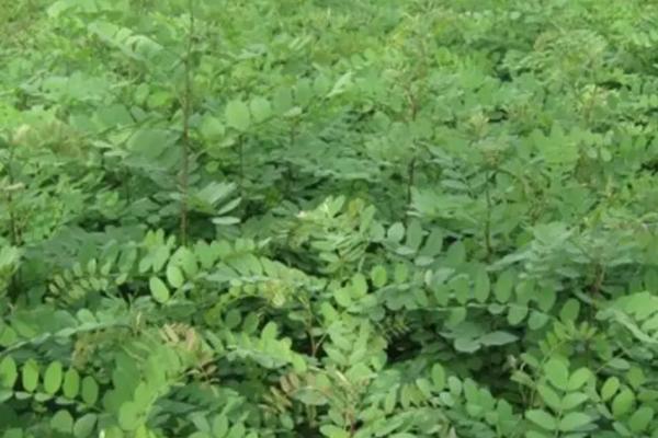 国槐种子催芽及育苗技术，每亩用种2.5公斤左右