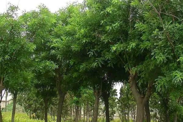 国槐种子催芽及育苗技术，每亩用种2.5公斤左右