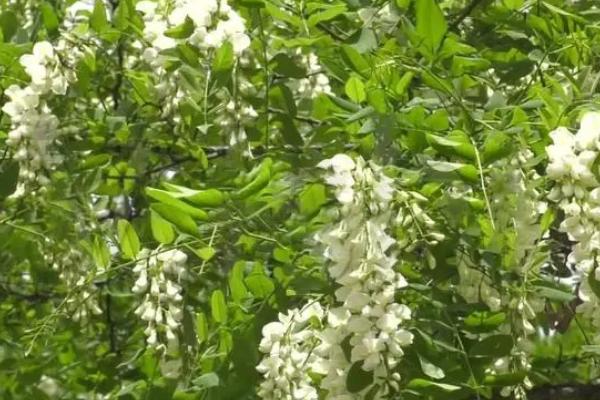 国槐种子催芽及育苗技术，每亩用种2.5公斤左右