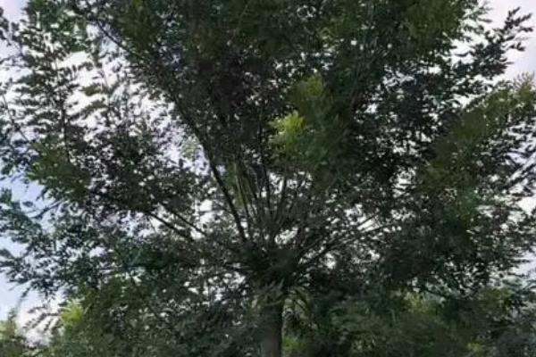 国槐种子催芽及育苗技术，每亩用种2.5公斤左右