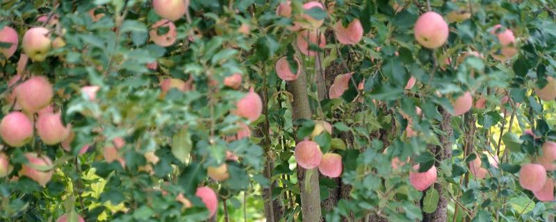 适合北方种植的优质高产苹果品种，可选米奇拉、瑞阳、魔笛等