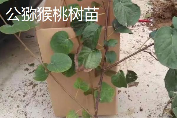 猕猴桃树苗分不分公母，雌雄异株、可分为公树和母树
