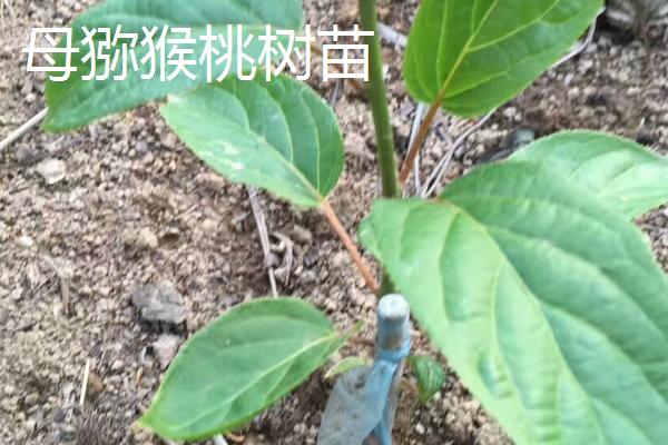 猕猴桃树苗分不分公母，雌雄异株、可分为公树和母树