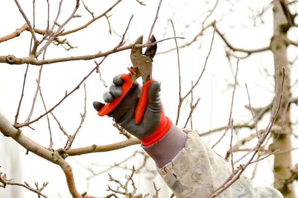 苹果树冬剪措施，主要采取间伐、提干、落头等