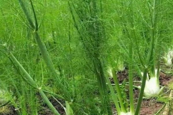 球茎茴香的病虫害防治方法，不同病害的防治方法不同