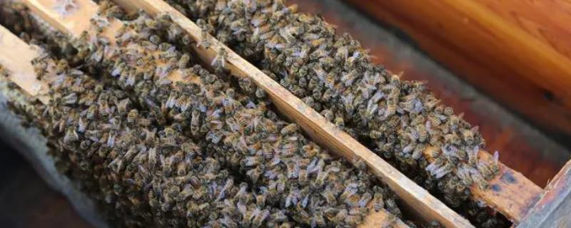 蜜蜂春繁的管理要点，任何时候都最好做到蜂多于脾