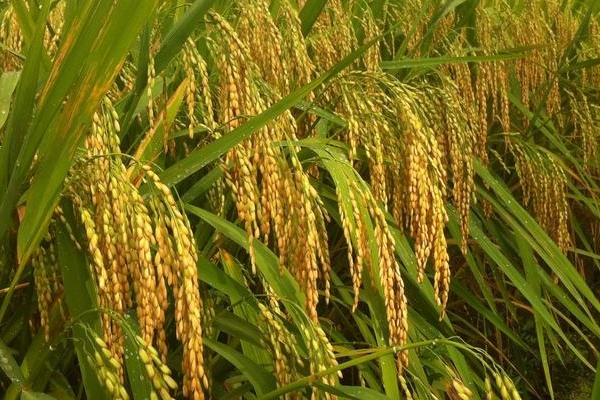 扬粳722水稻种简介，每亩栽插2万穴