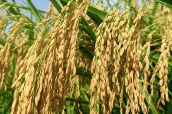 南粳9308水稻种子特征特性，每亩有效穗22.1万