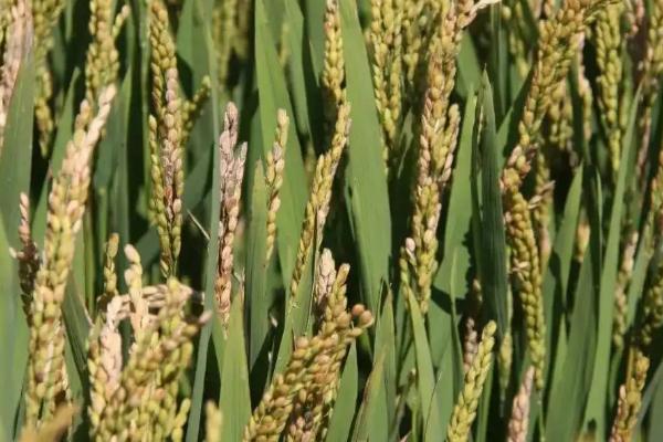 南粳莹谷水稻品种的特性，每亩栽插1.7万~1.9万穴