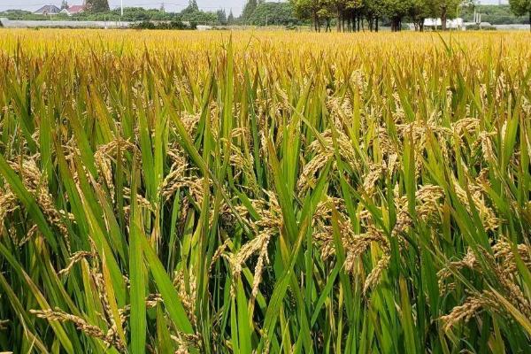 盐稻18号水稻种子特征特性，每亩大田用种量3~4公斤