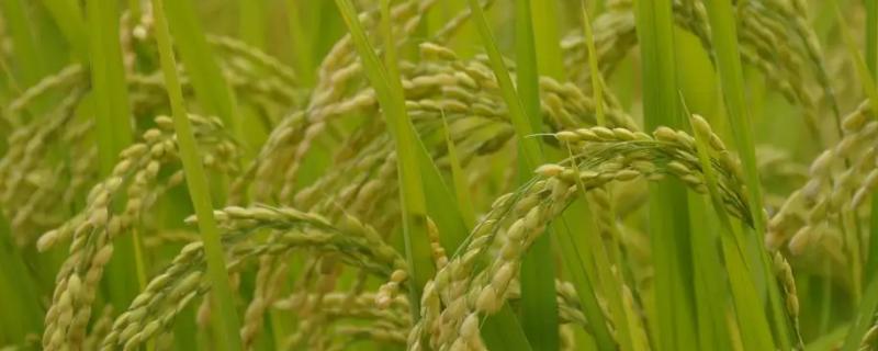 南粳莹谷水稻品种的特性，每亩栽插1.7万~1.9万穴