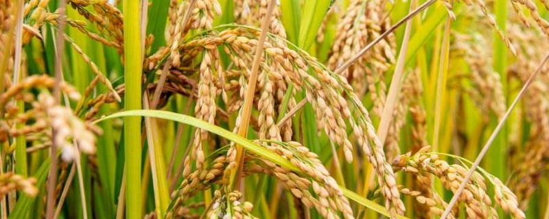 华粳11号水稻品种的特性，机插秧5月底至6月初播种