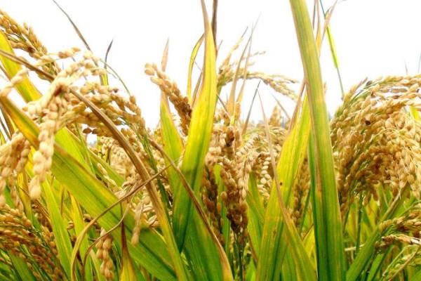 春优801水稻种子简介，该品种亩有效穗15.3万