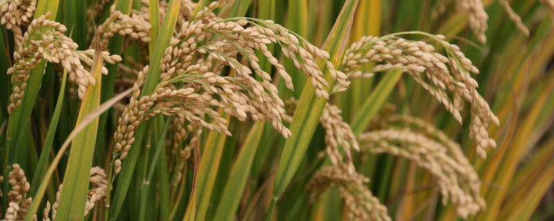 武香糯109水稻种子简介，大田用种量每亩3~4公斤