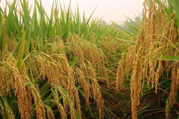 盐糯19水稻种子简介，一般于5月中下旬播种