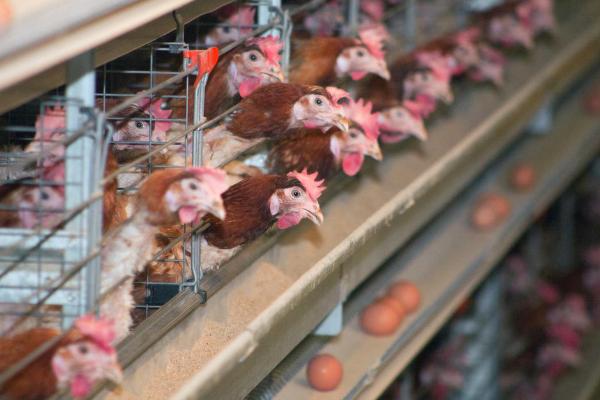 鸡产蛋率低的原因，营养不良或者环境不适均会导致