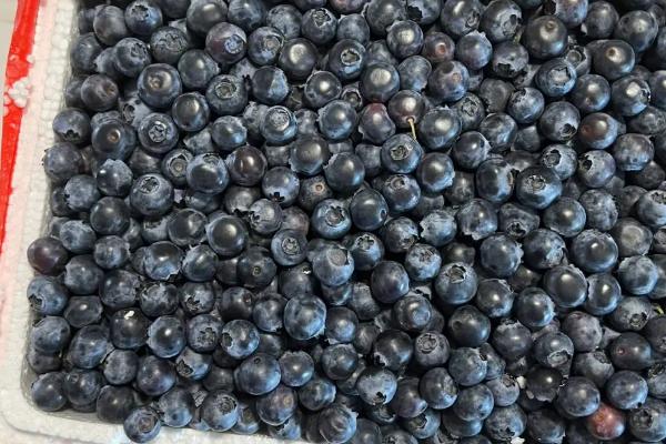 蓝莓能否冷冻保存，可以冷冻且能够保留口感