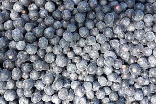 蓝莓能否冷冻保存，可以冷冻且能够保留口感