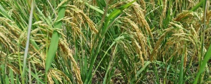 旱稻种植技术，在春季和夏季的时候种植