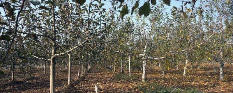 种植果树需要清园的原因，可减少虫口基数、减轻病虫害的发生