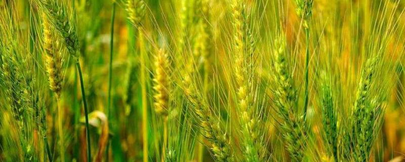 安农1609小麦品种简介，全生育期200.6天