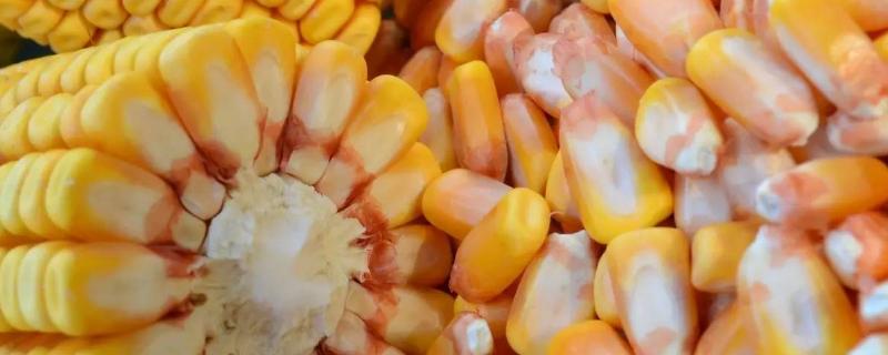 鲁研178玉米品种简介，以充分发挥该品种的增产潜力