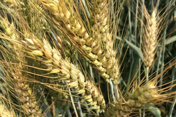 农易丰33小麦种子简介，全生育期223.5天