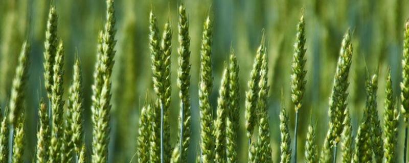 富麦2000小麦种子介绍，为中筋品种